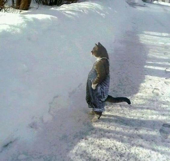 A tabby cat in overalls standing on its hind legs in the snow, looking somberly like it's waiting for something
